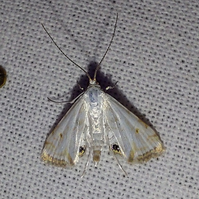 Cataclysta lemnata - békalencsemoly