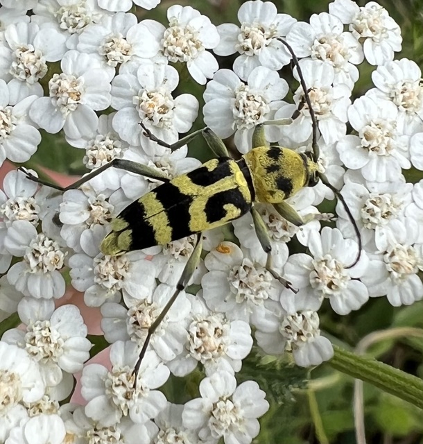 Chlorophorus varius - díszes darázscincér
