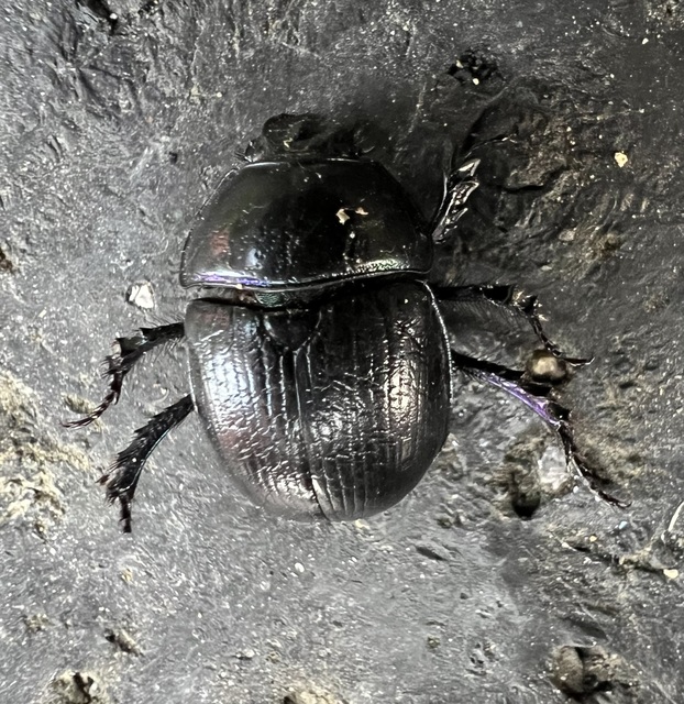 Anoplotrupes stercorosus - erdei álganéjtúró