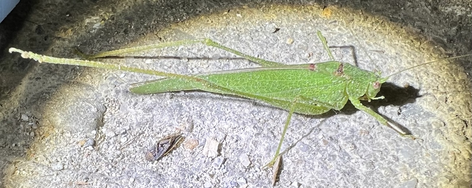 Phaneroptera nana - pontozott repülőszöcske
