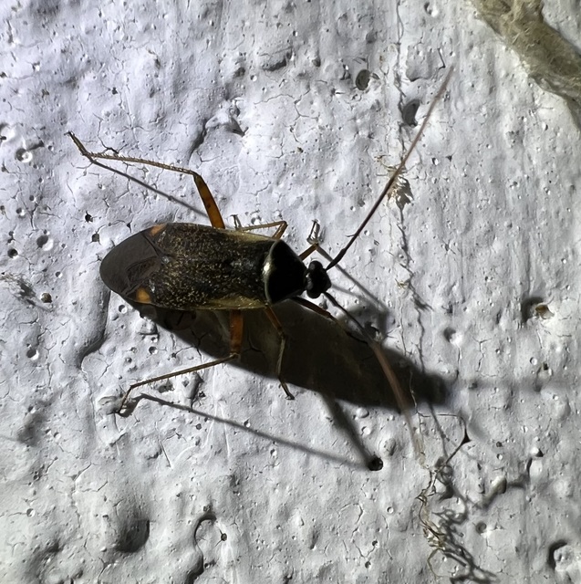 Adelphocoris seticornis - szegélyes mezeipoloska