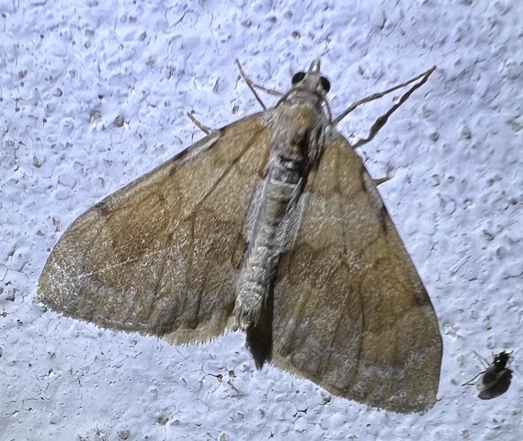 Pennithera firmata - sárgásvörös fenyőaraszoló