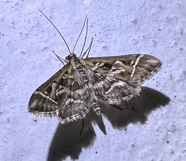 Diasemia reticularis - betűmintás tűzmoly