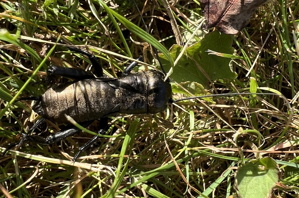 Gryllus campestris - mezei tücsök