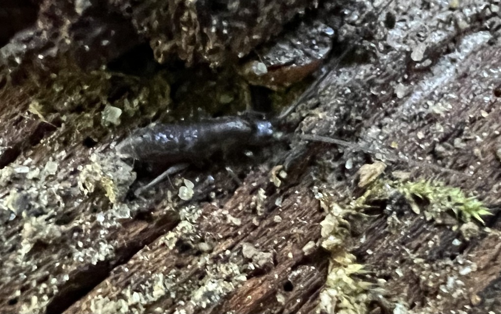 Collembola - Ugróvillások Collembola - Ugróvillások