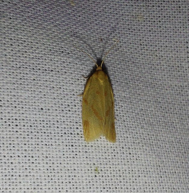 Clepsis pallidana - aranysárga sodrómoly