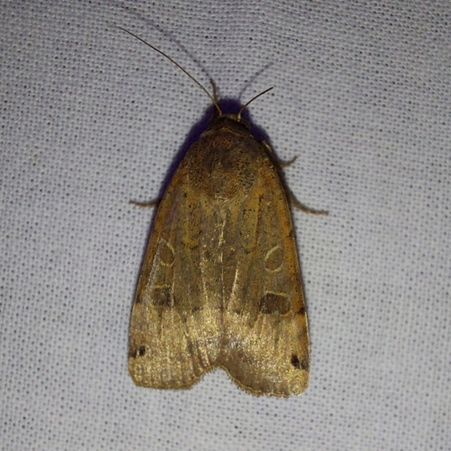 Noctua orbona - foltos sárgafűbagoly