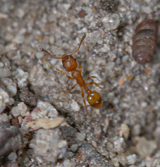 Temnothorax unifasciatus - gyűrűs kéreghangya