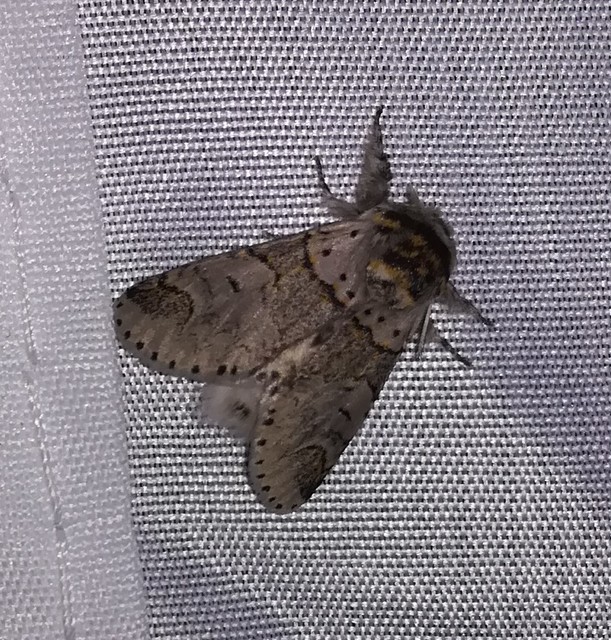 Furcula bifida - kis púposszövő