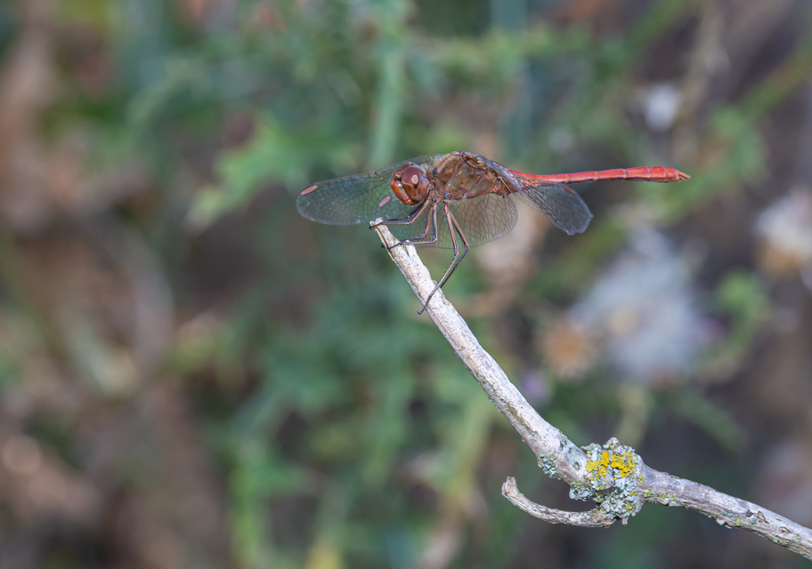 Sympetrum meridionale - fakó katona-szitakötő