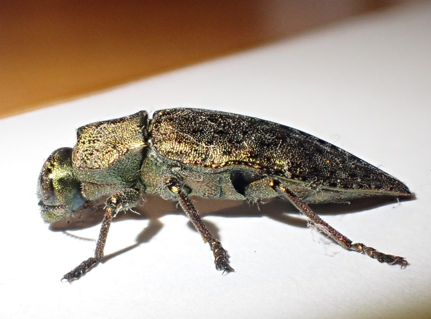 Dicerca berolinensis - bükkfa-díszbogár