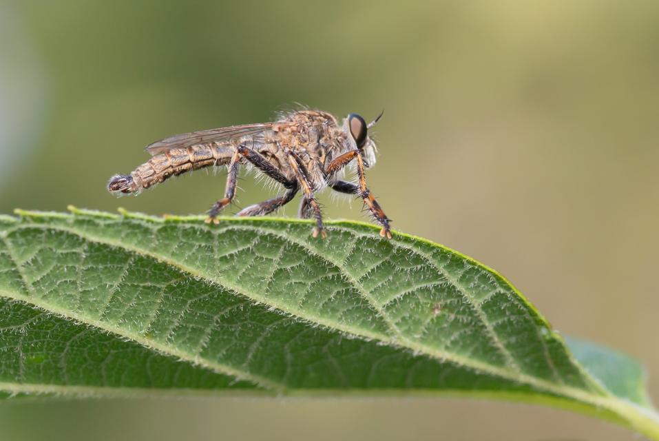 Tolmerus cingulatus