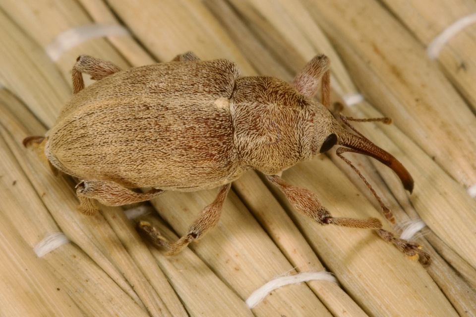 Curculio propinquus - halvány zsuzsóka