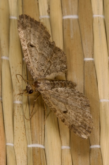 Eupithecia tenuiata - sötétszegélyű törpearaszoló