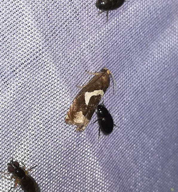 Epiblema foenella - kampósfoltú tükrösmoly