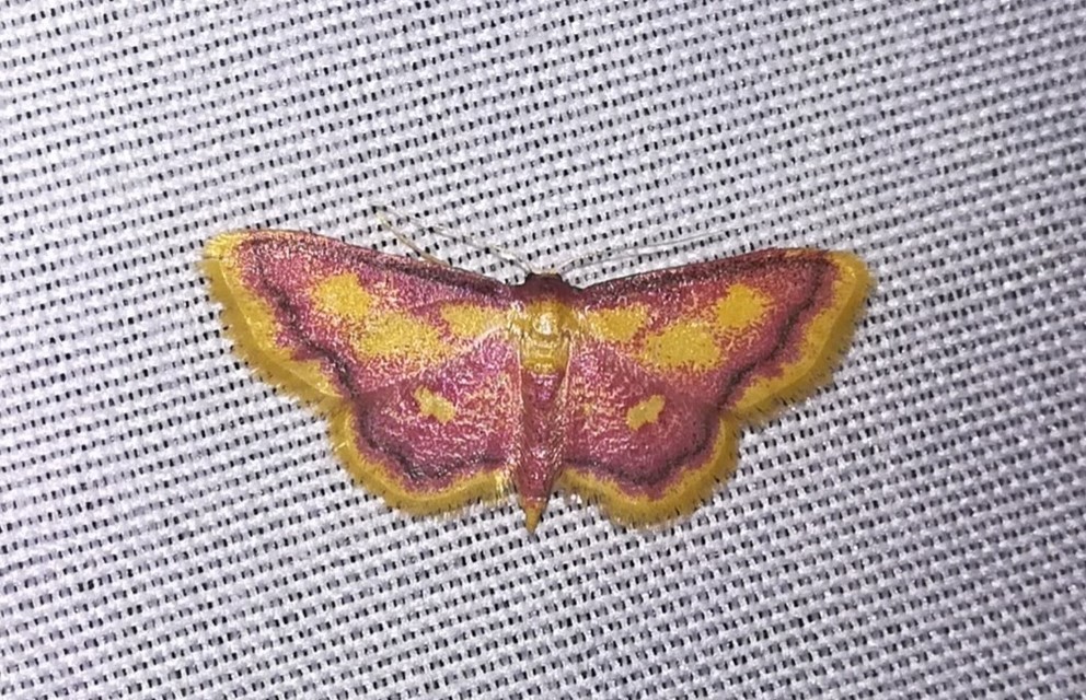 Idaea muricata - mocsári pirosaraszoló