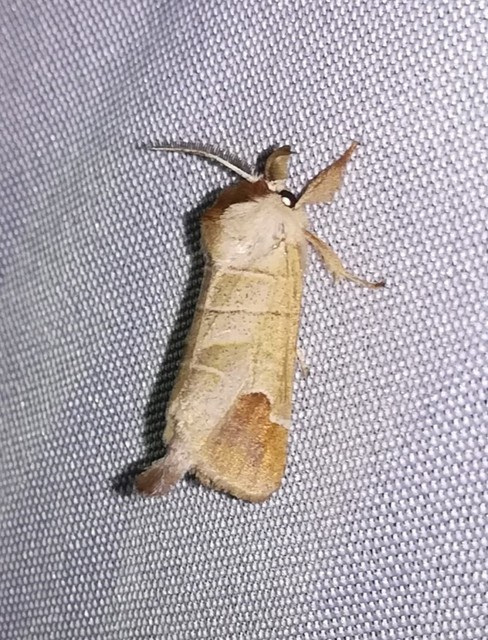 Clostera curtula - rövidszárnyú levélszövő