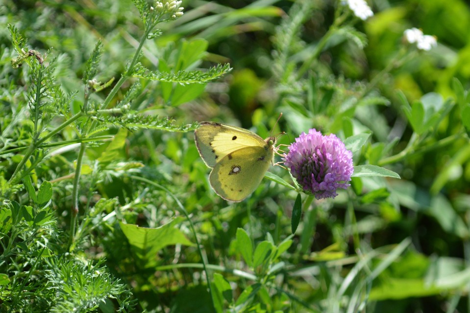 Colias erate - csángó-kéneslepke