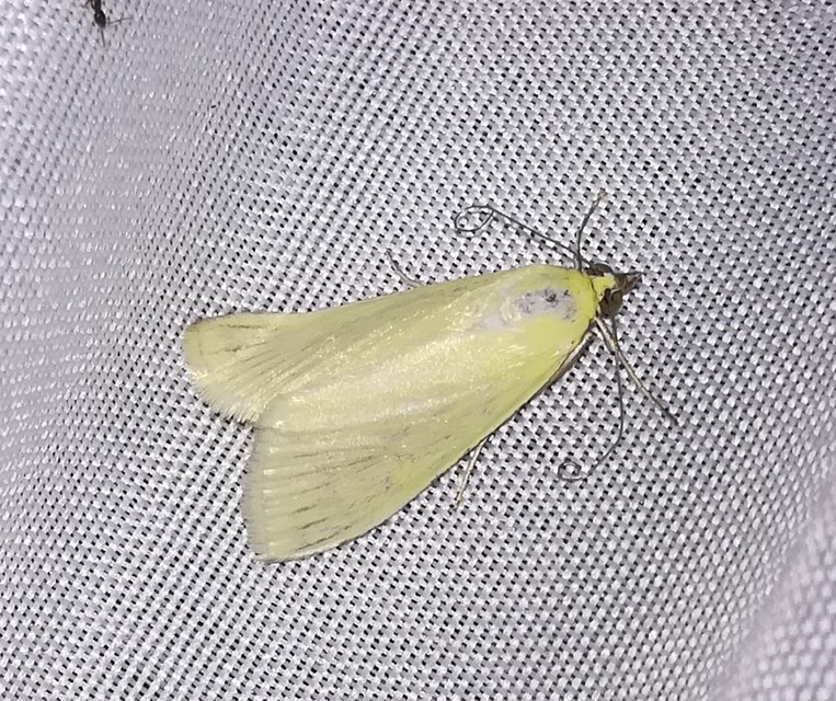 Sitochroa palealis - kénszárnyú dudvamoly