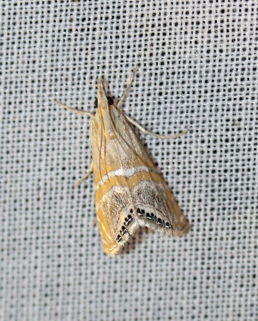 Euchromius bella - cifra mozaikmoly