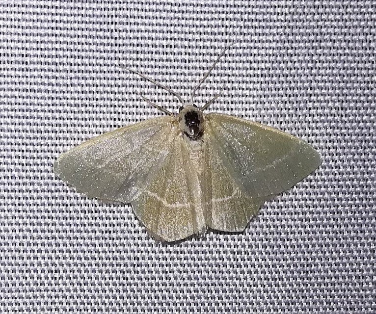 Chlorissa viridata - üdezöld araszoló