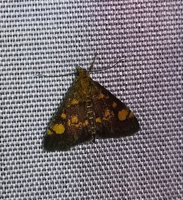 Pyrausta aurata - aranyló bíbormoly