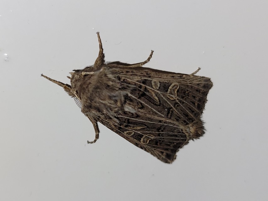 Tholera decimalis - közönséges fésűsbagoly