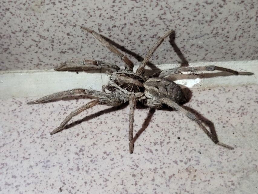 Hogna radiata - réti farkaspók