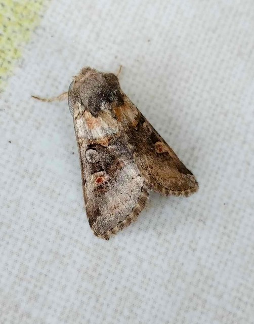 Cleoceris scoriacea - szürke liliombagoly