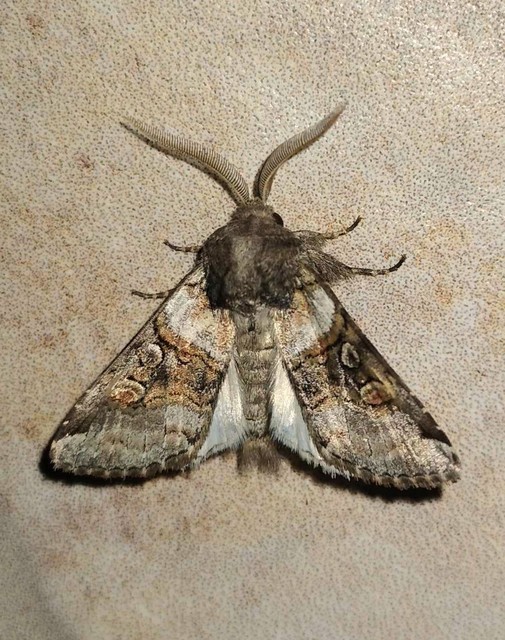 Cleoceris scoriacea - szürke liliombagoly