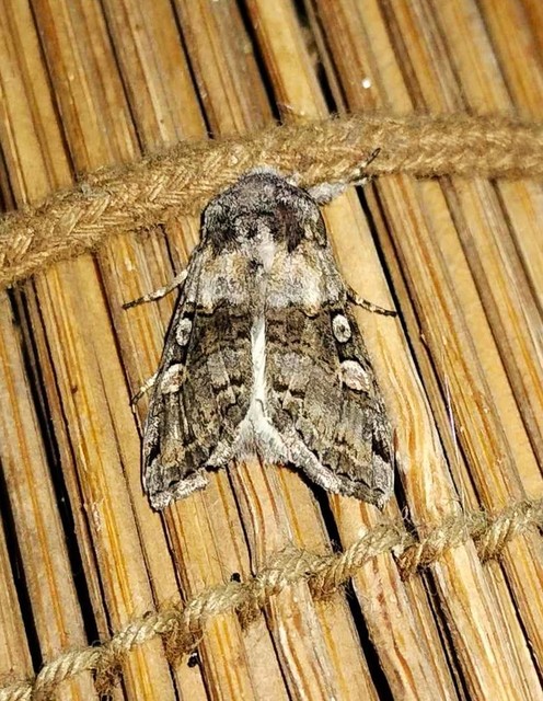 Cleoceris scoriacea - szürke liliombagoly