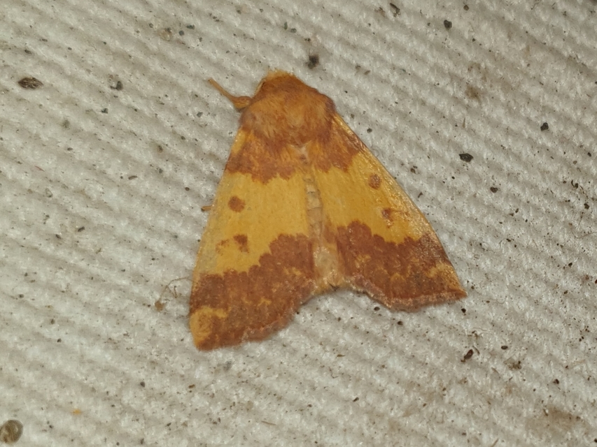 Tiliacea aurago - aranyló sárgabagoly