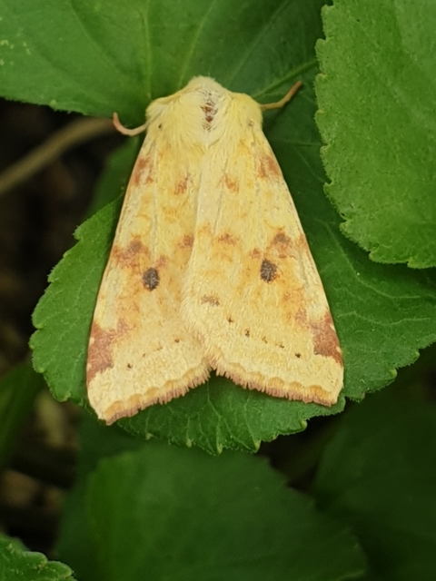 Cirrhia icteritia - nyárfa-sárgabagoly