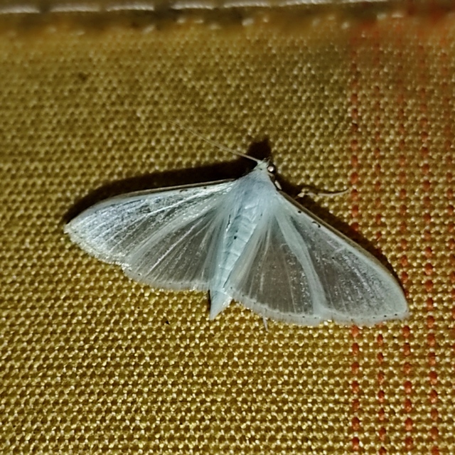 Palpita vitrealis - hófehér tűzmoly