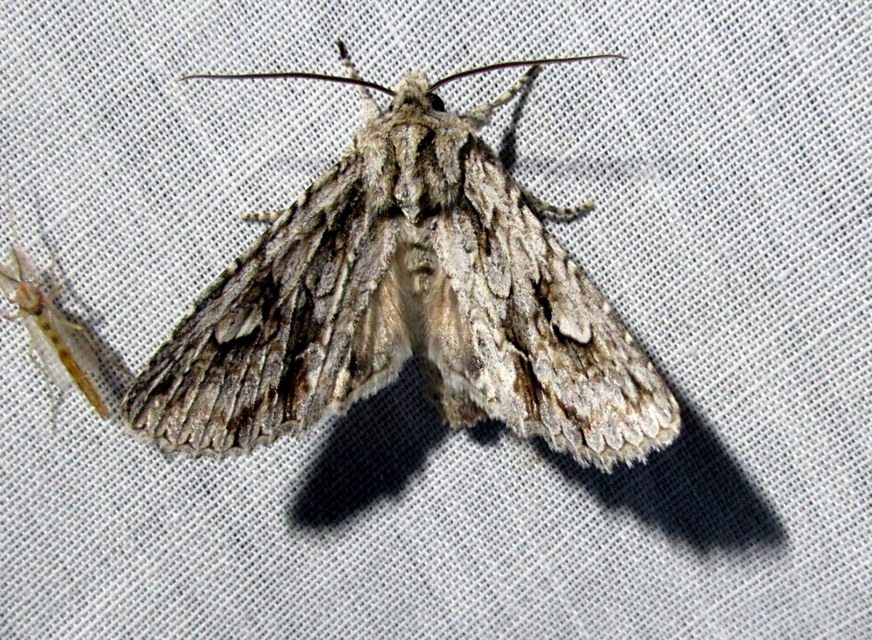Meganephria bimaculosa - kétfoltos szilbagoly