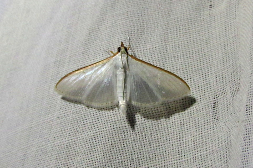 Palpita vitrealis - hófehér tűzmoly
