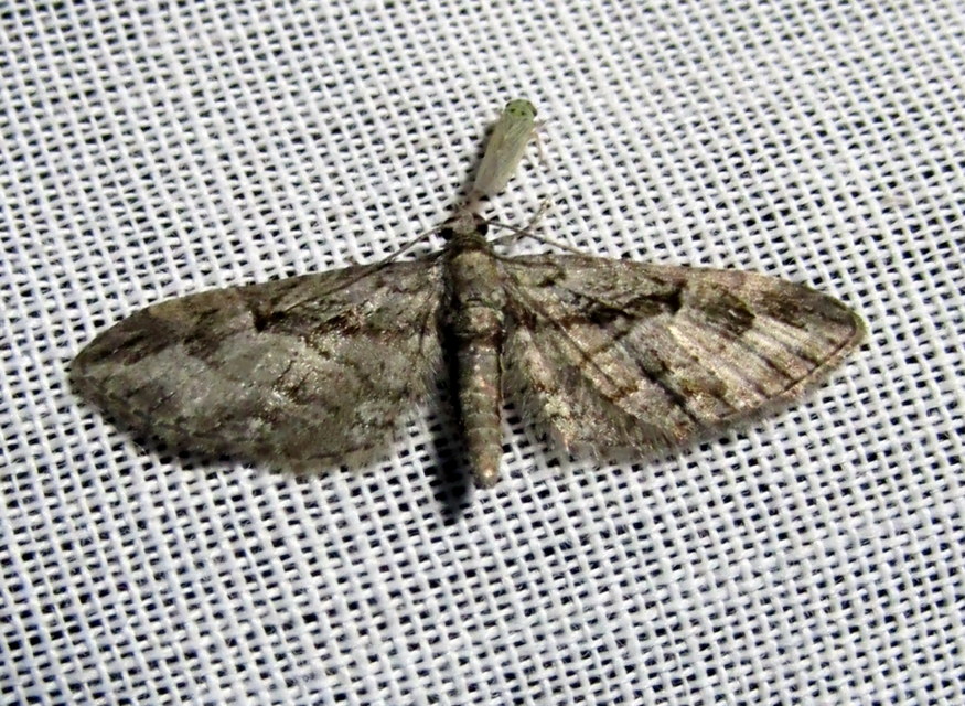 Eupithecia ericeata - feketefenyő-törpearaszoló