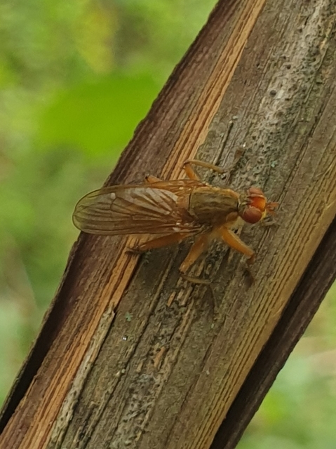 Scathophagidae