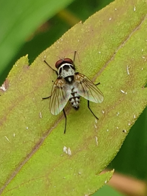 Anthomyiidae - viráglegyek