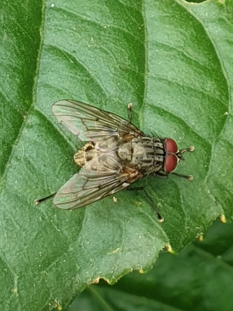 Muscidae - igazi legyek
