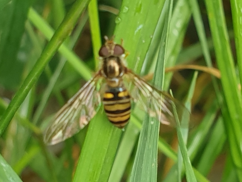 Episyrphus balteatus - ékfoltos zengőlégy