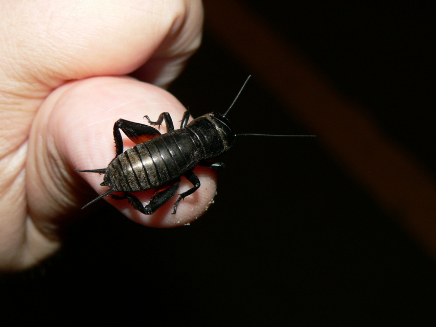 Gryllus campestris - mezei tücsök