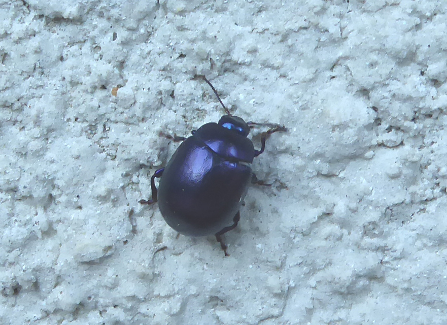 Chrysolina sturmi - vöröslábú levelész