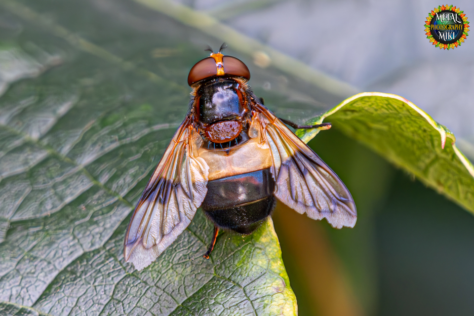 Volucella pellucens - üvegpotrohú pihelégy