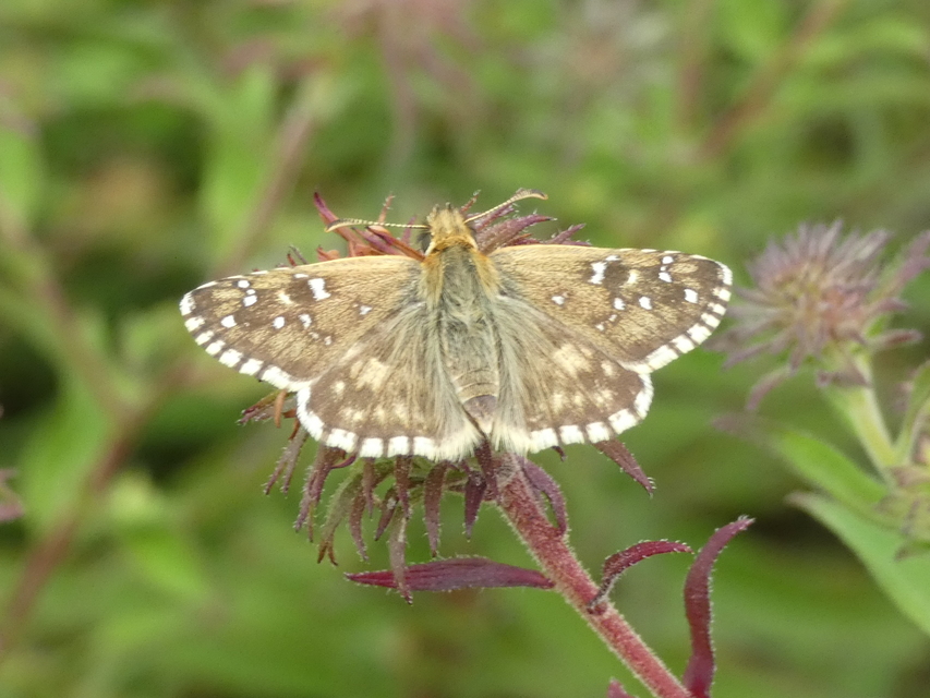 Pyrgus armoricanus - feles busalepke