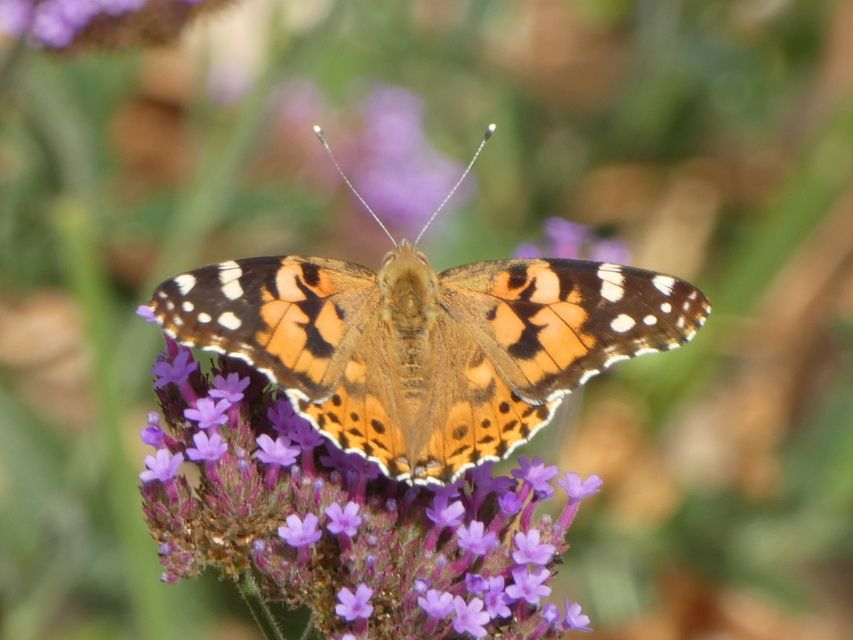 Vanessa cardui - bogáncslepke