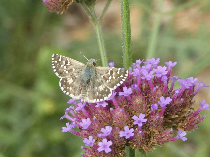 Pyrgus armoricanus - feles busalepke