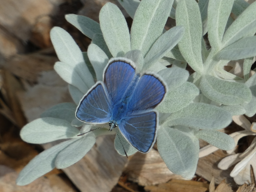 Polyommatus icarus - közönséges boglárka