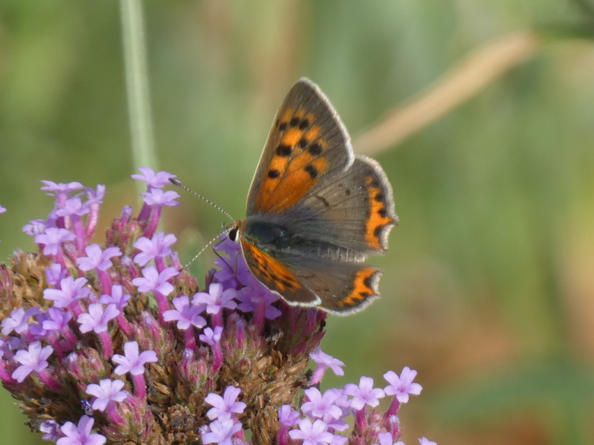 Lycaena phlaeas - közönséges tűzlepke