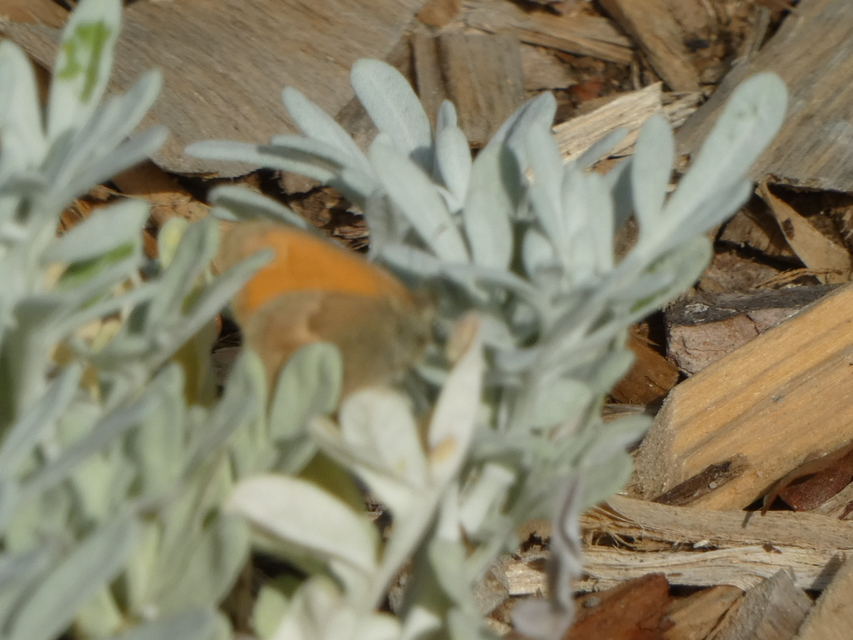 Coenonympha pamphilus - kis szénalepke